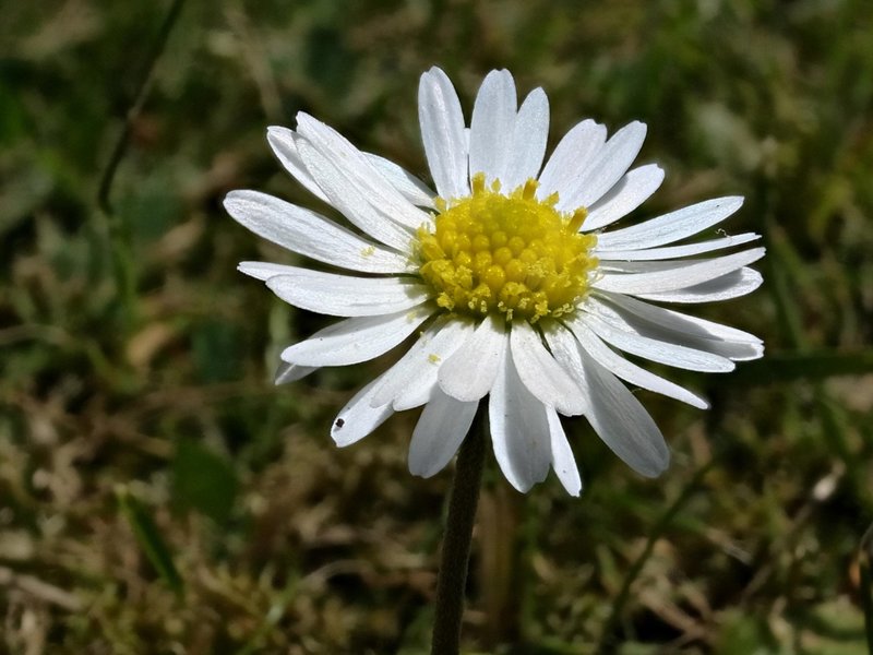 MacroStackDaisy.jpg