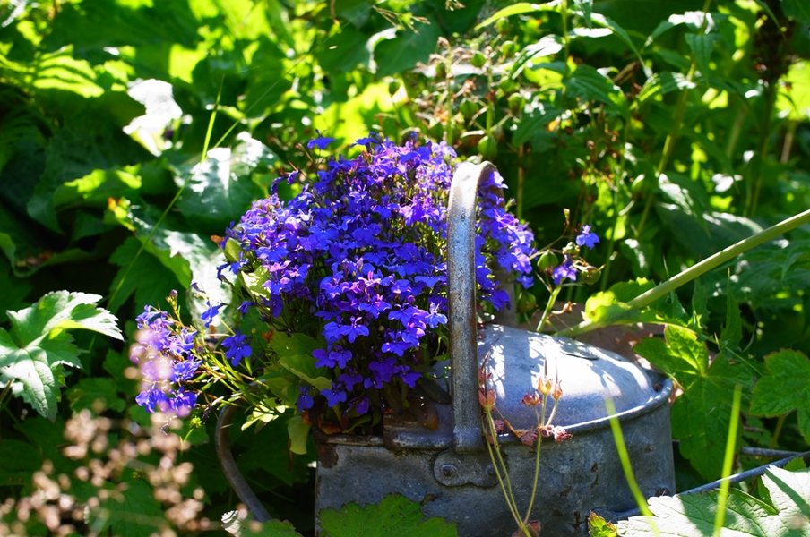 July colour 6.JPG
