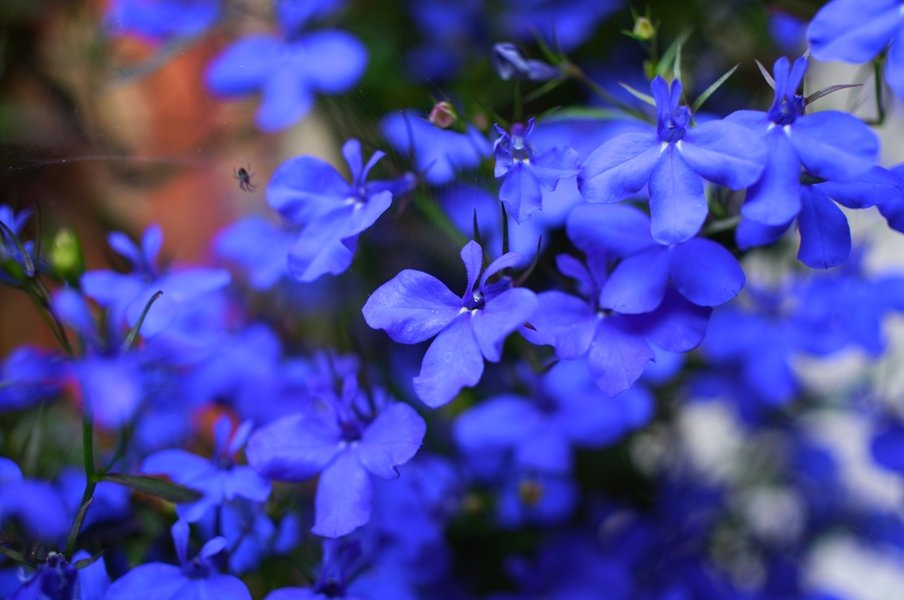 July colour 1.JPG