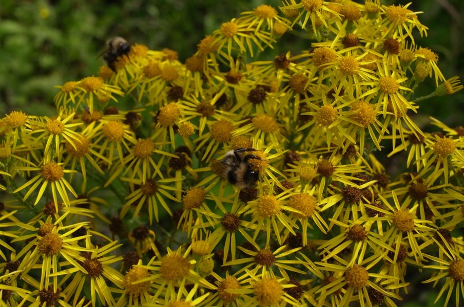 weeds & bee.JPG