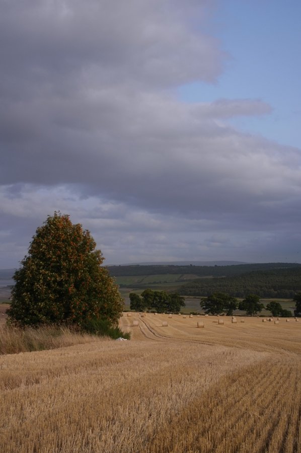 Rowan tree.JPG