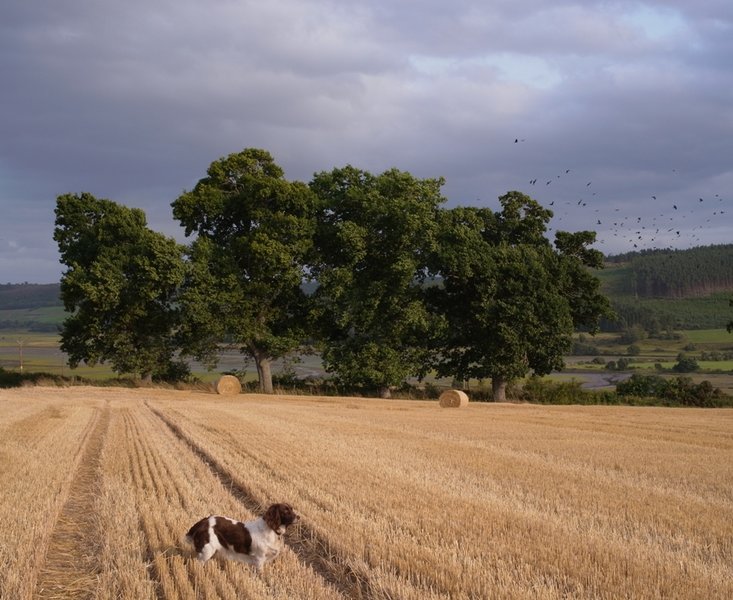 Fours oaks & a Springer.JPG