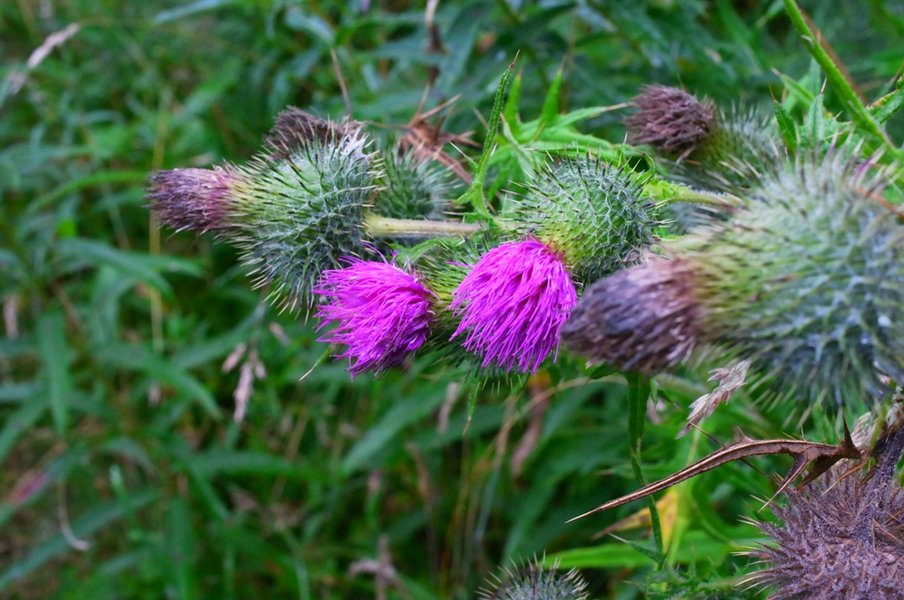 thistle 1.JPG