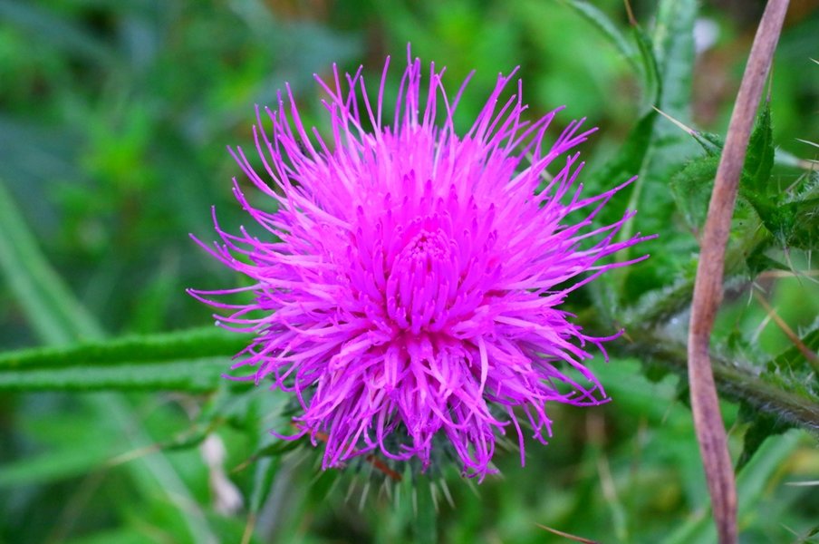 thistle 2.JPG