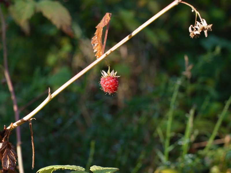 macro 4.JPG