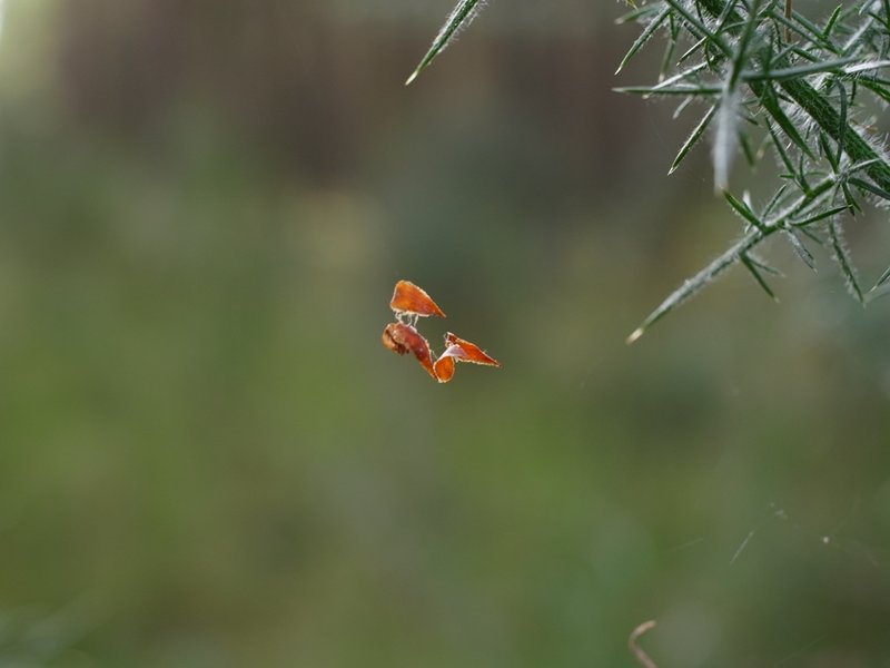 macro 7.JPG