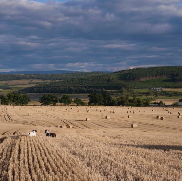 bales in colour.JPG