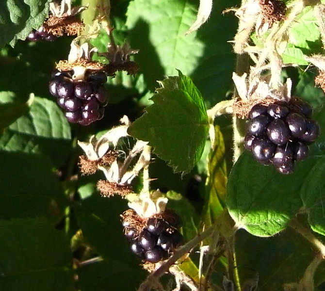 blackberries.jpg