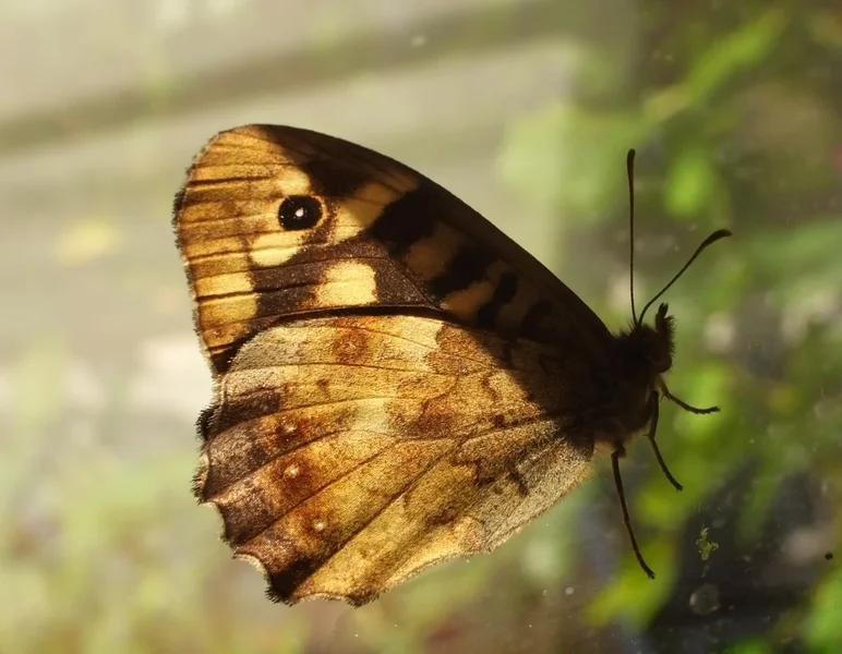 butterfly.webp