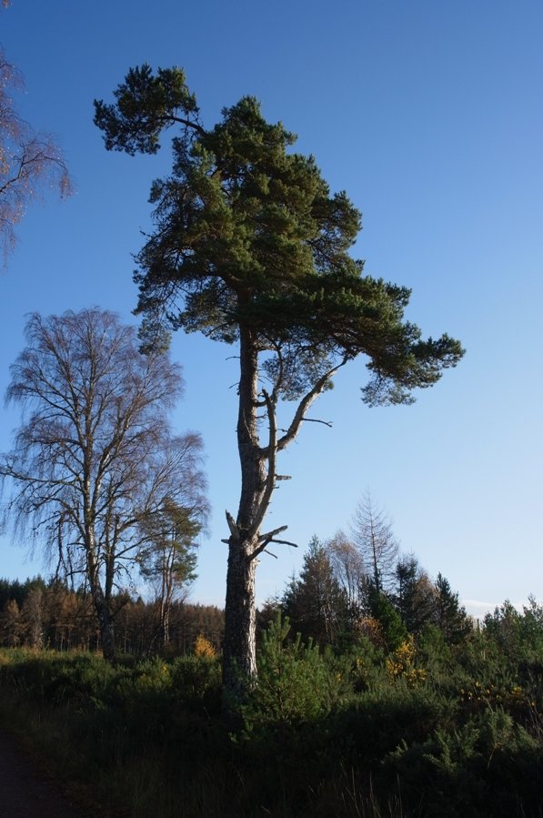 Lonesome pine.JPG