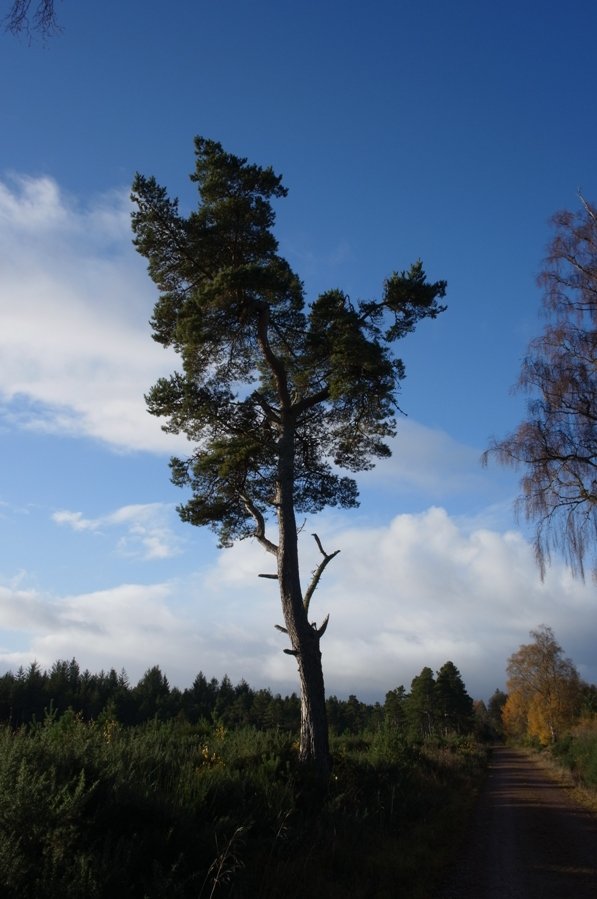 Lonesome pine 2.JPG