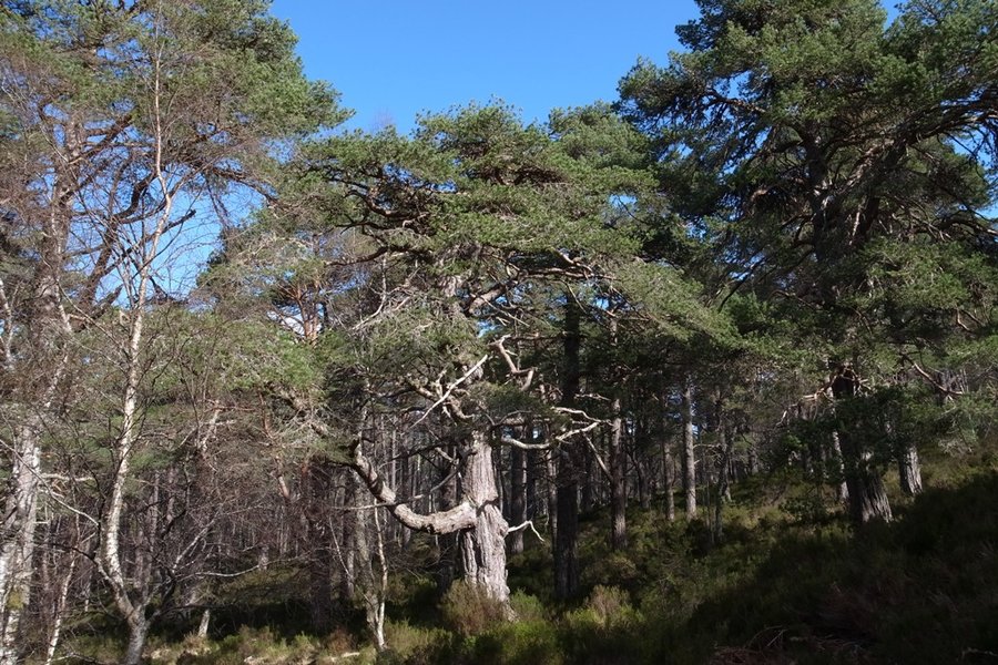 Scots Pine.JPG