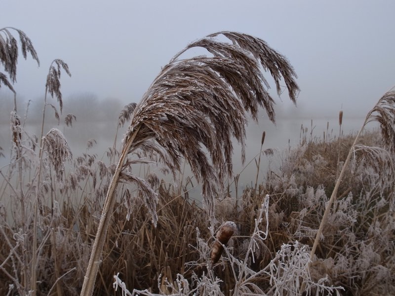 frosty reed.JPG