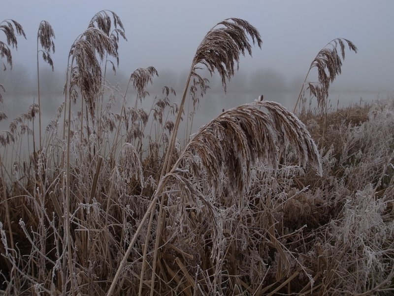 more frosty reeds.JPG