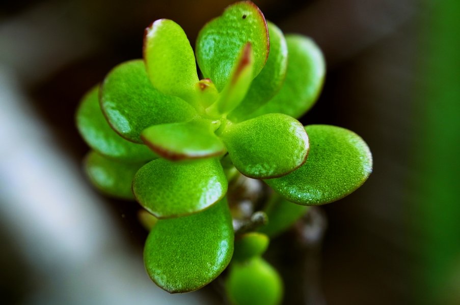 Succulent_Reverse_Macro_Pentax_Lens.jpg