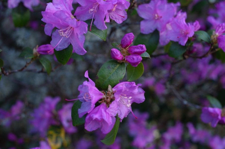 azalea 1.JPG