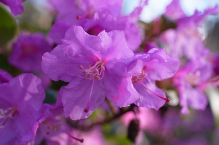 azalea 2.JPG