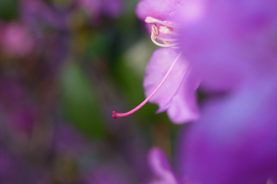 azalea 3.JPG