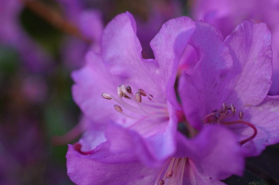 azalea 4.JPG