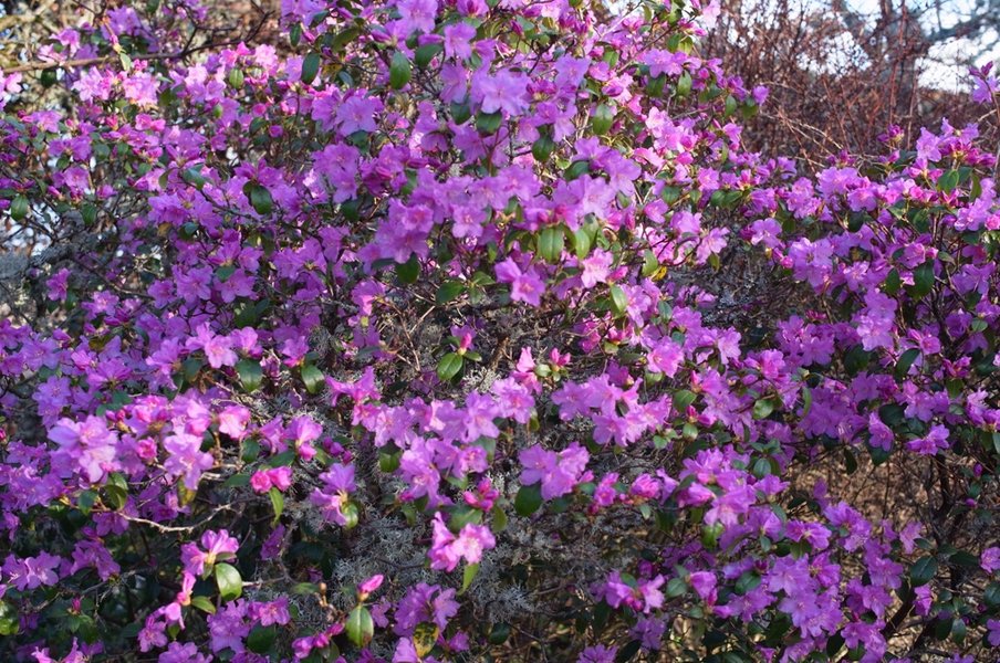 azalea 5.JPG