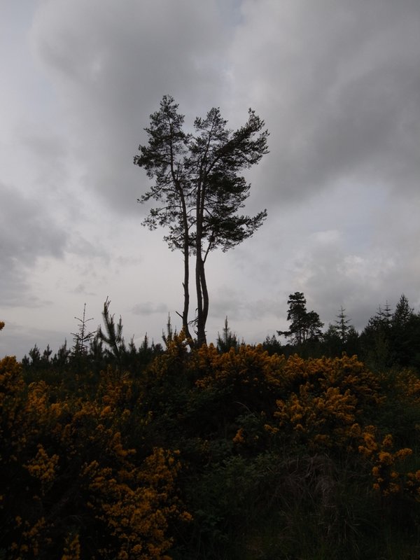 tree 2.JPG