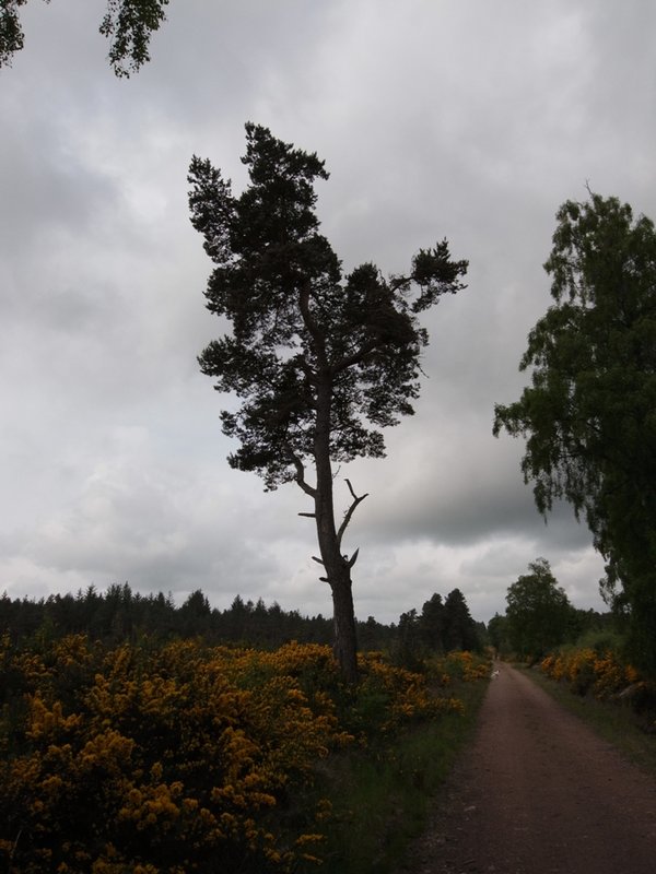 tree 3.JPG