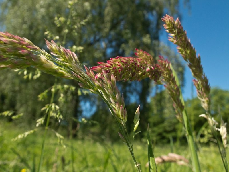 Wild grasses forum.jpg