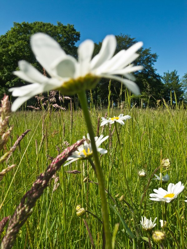 White Daisies .jpg