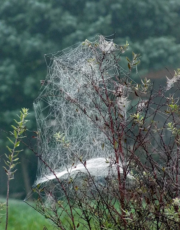 SpiderWeb.webp