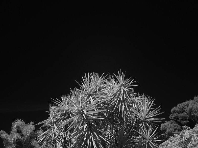 A12 50mm 830nm 05.JPG