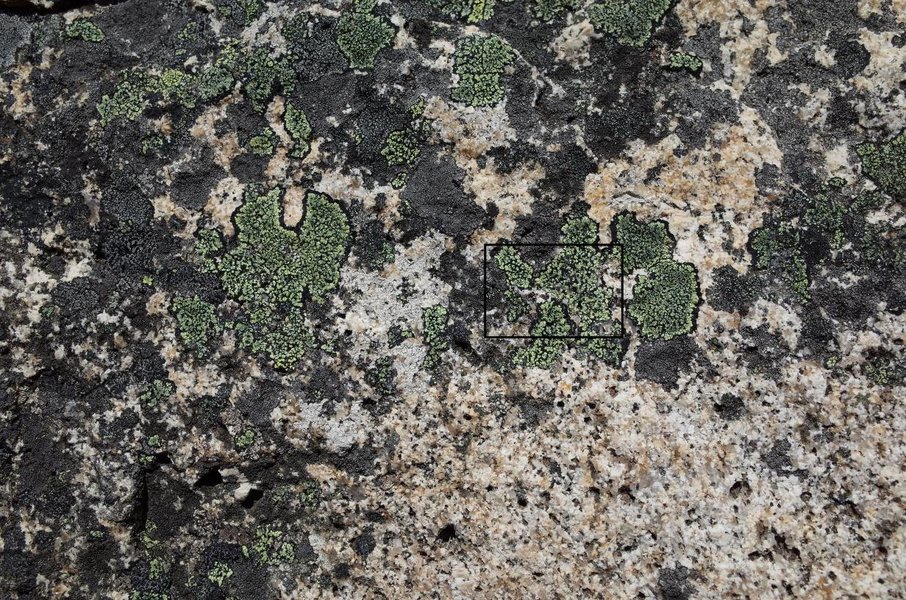 lichen.jpg