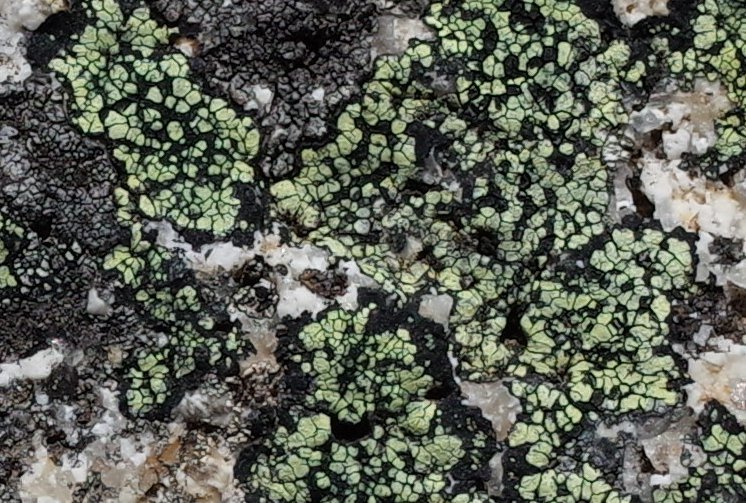 lichen_detail.jpg