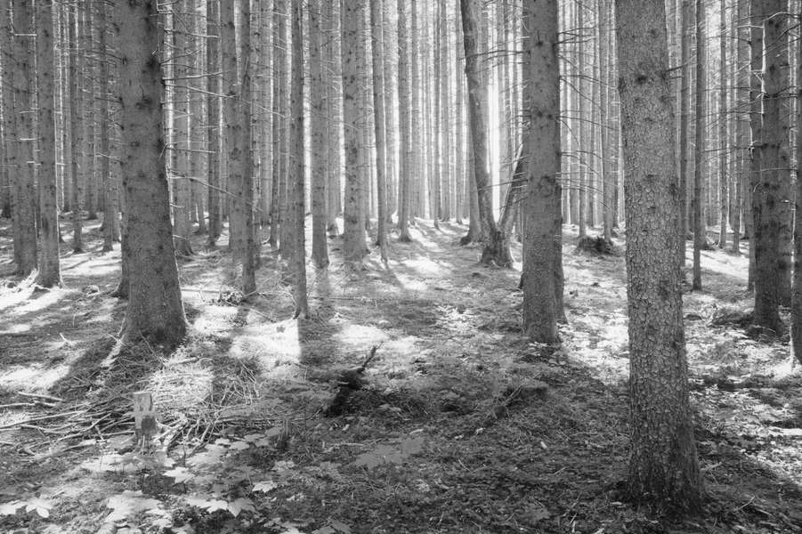 R0000199.webp