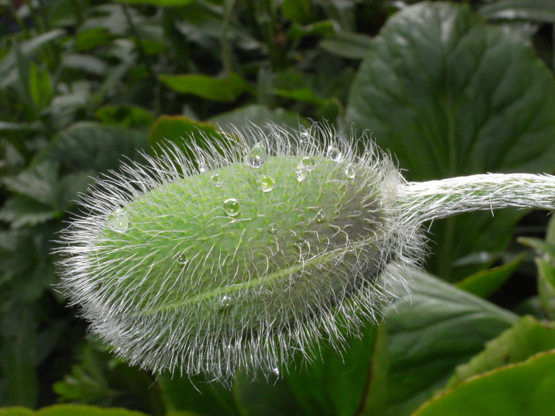 Poppy.jpg
