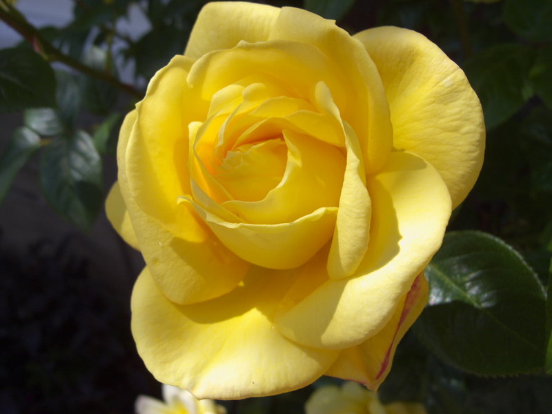 YellowRose.jpg