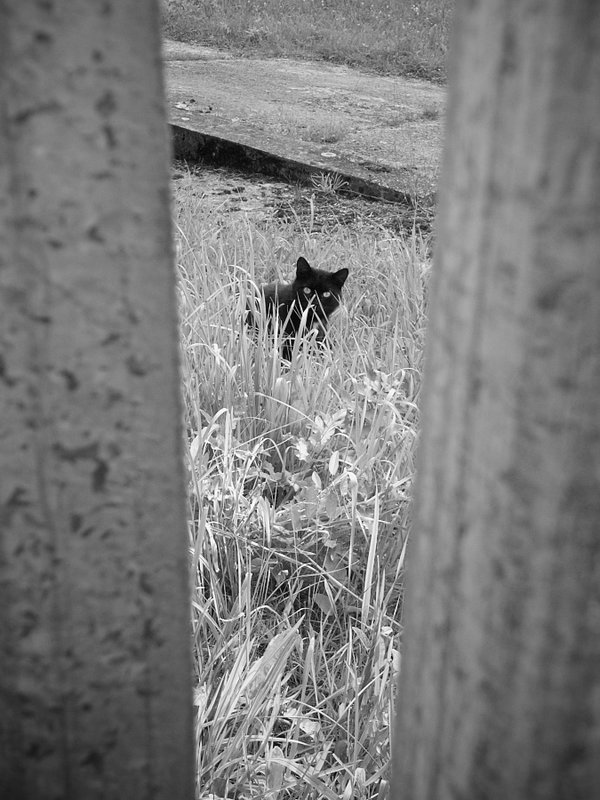_1069116_dng_bw.jpg