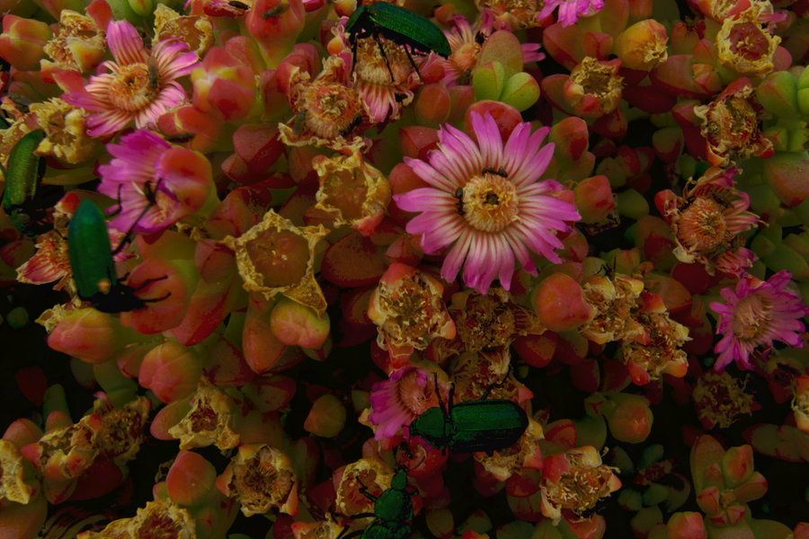 Amphibolia rupis-arcuatae ( SCAlR148-Np2-0809)fg.jpg