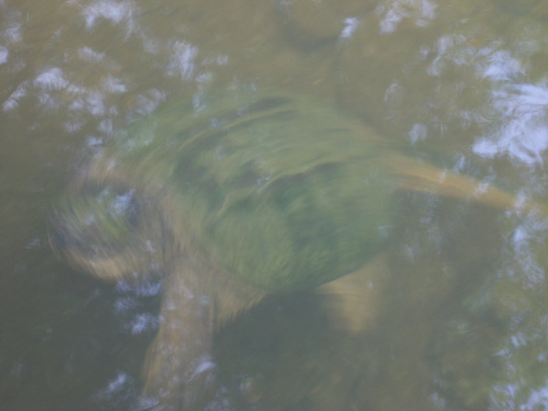 RIMG0732i.jpg