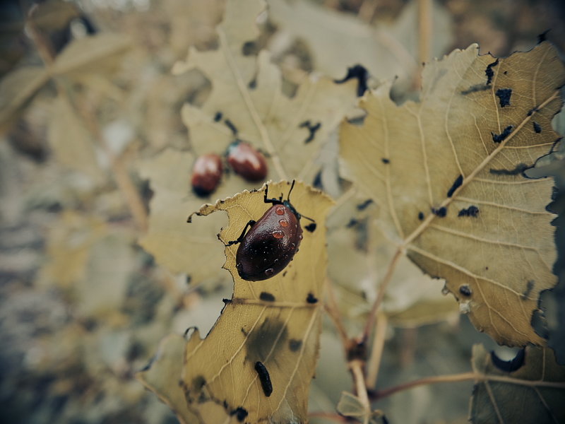 _1070583_dng.jpg