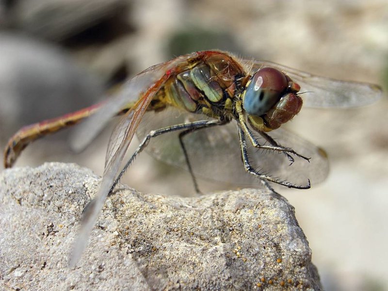 dragonfly.jpg