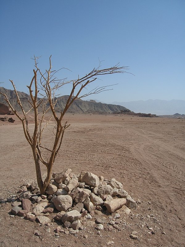 165_RIMG3792_Timna_Tree_in_a_Desert_m.jpg