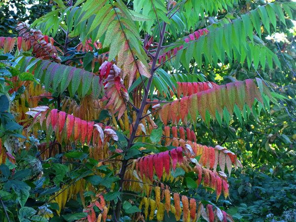 R0020967a_sm.jpg
