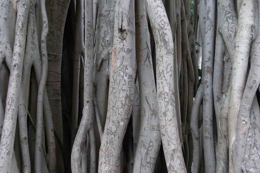 Banyan Tree Botanical Gardens.jpg