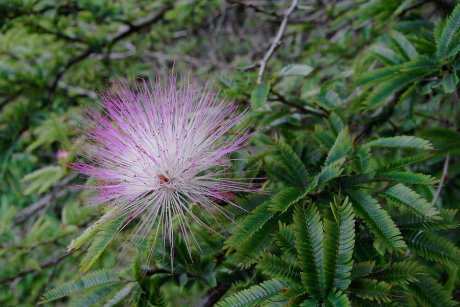 Purple Flower botanical Gardens.jpg