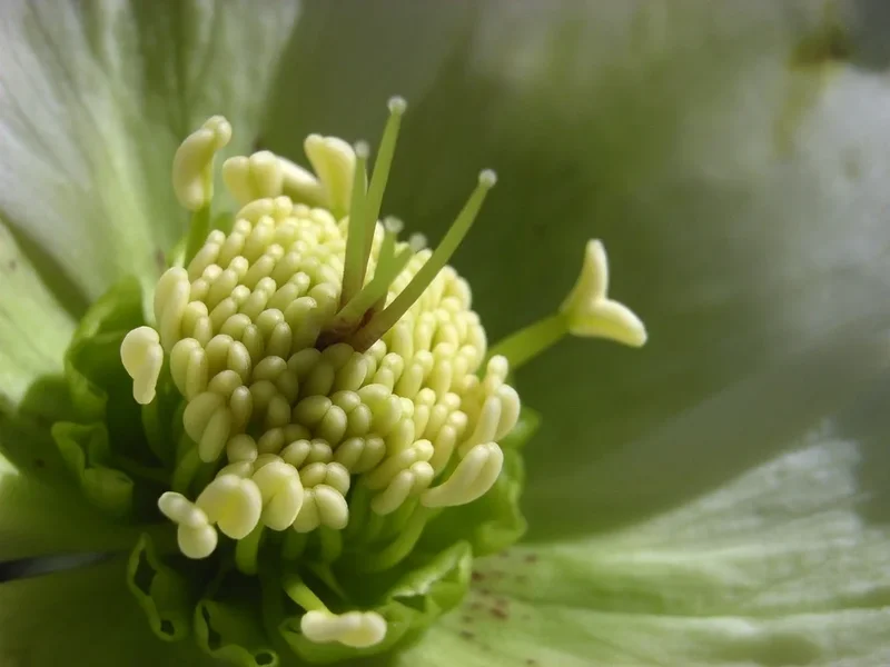 R0015583.webp