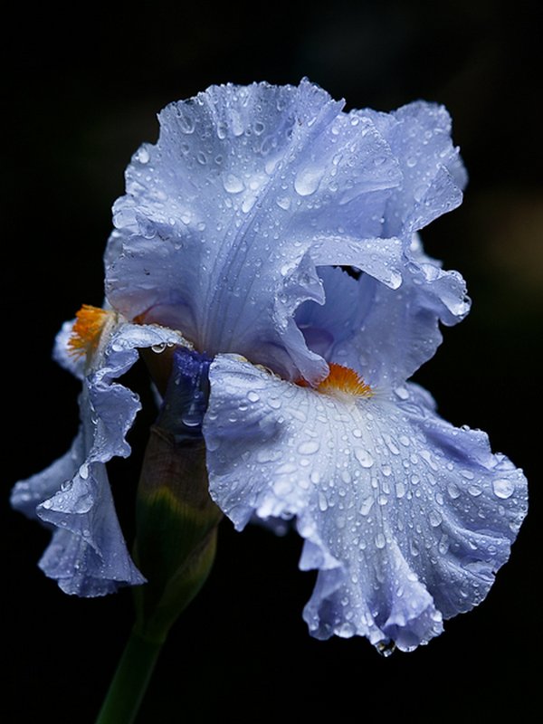 E-1 and rainy Iris large.jpg