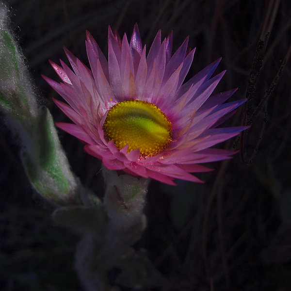 Helichrysum adenocarpum1.jpg