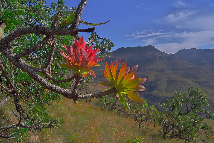 DrakensbergProtea0511.jpg