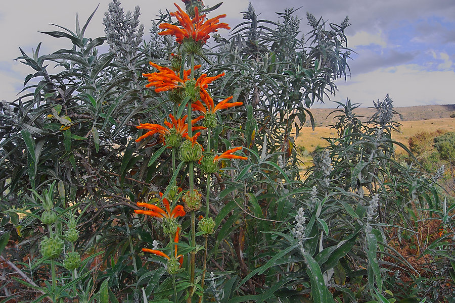 Leonotis Leonorus 0511(2).jpg