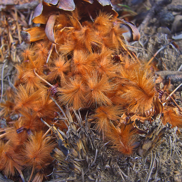 DrakensbergProteaSeed0511.jpg